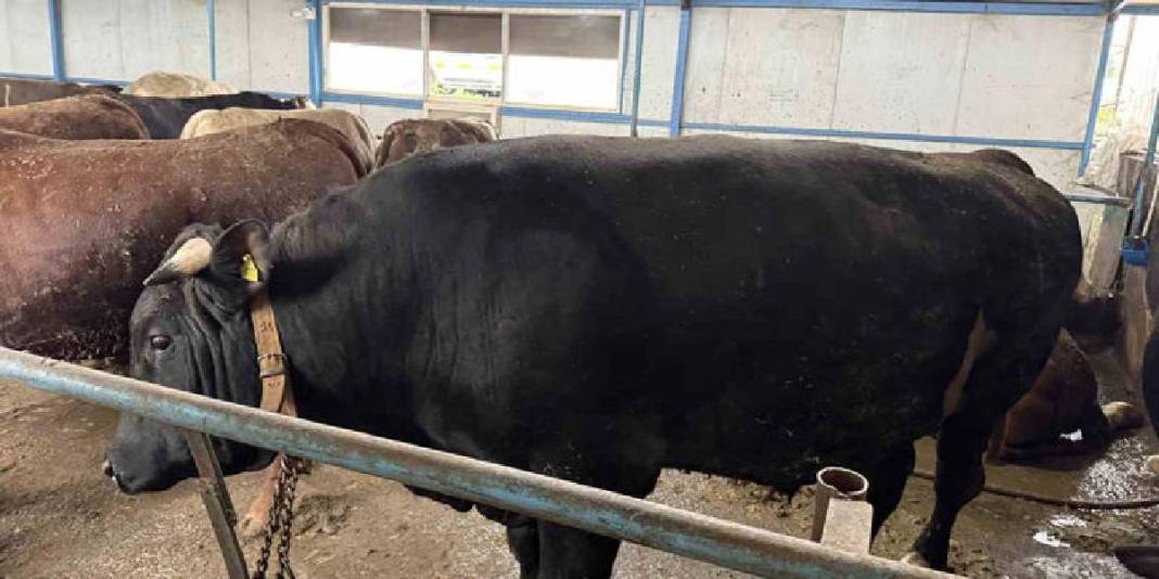 Cüsseleri ve fiyatlarıyla pazarın gözdesi oldular: Tonluk tosunlar özel programlarla besleniyor 4